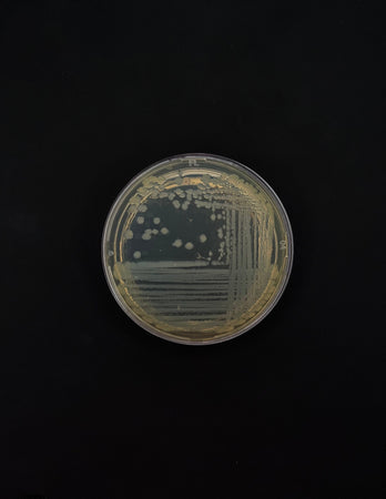 A (r)evolução brasileira da biotecnologia nos cosméticos