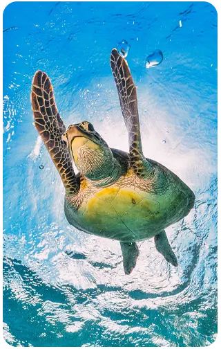 Jardim Brasil Cosméticos Sustentáveis Brasileiros