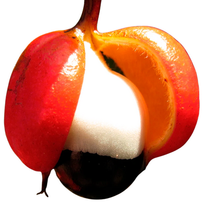 Semente de guaraná