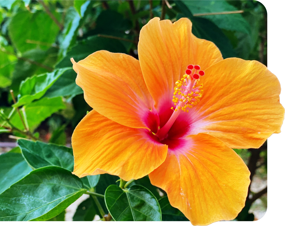 Benefícios para você sorrir sempre que flore.Ser por aqui
